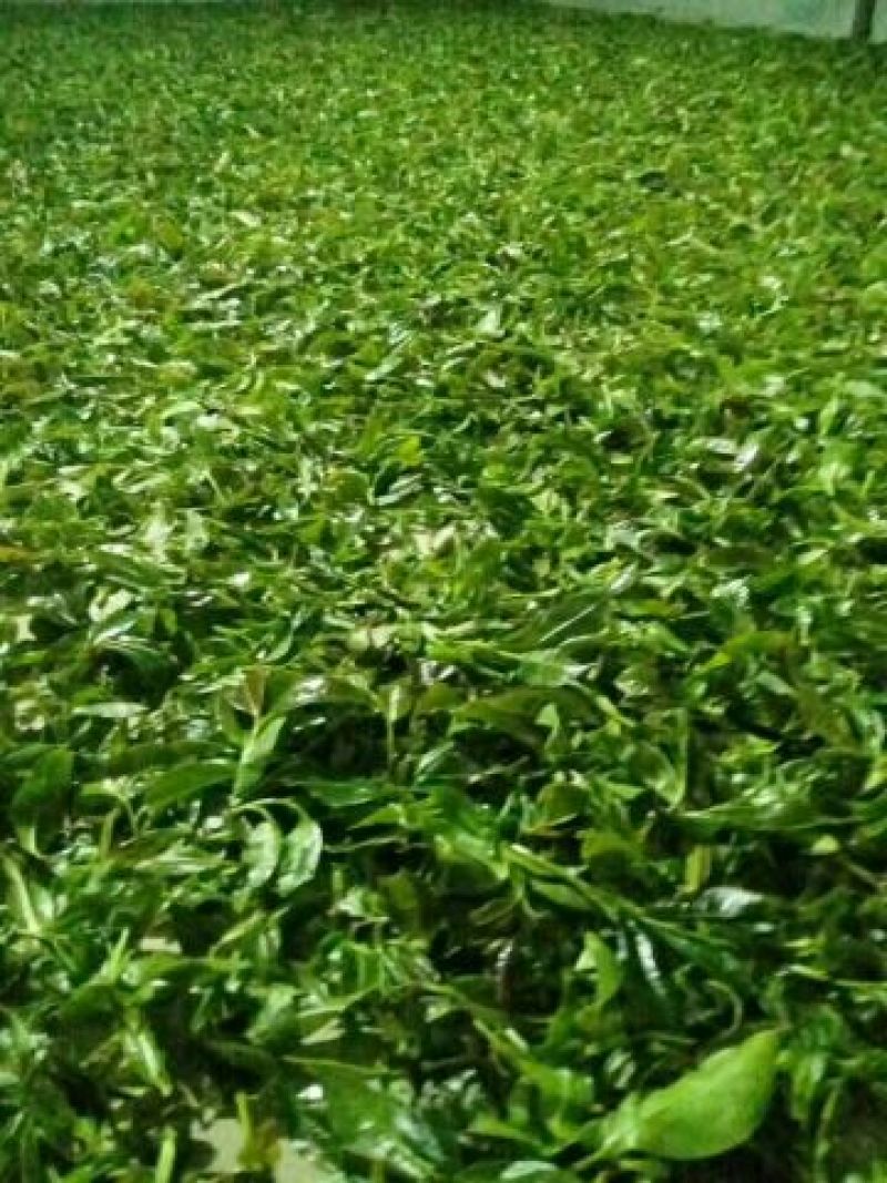 普洱茶