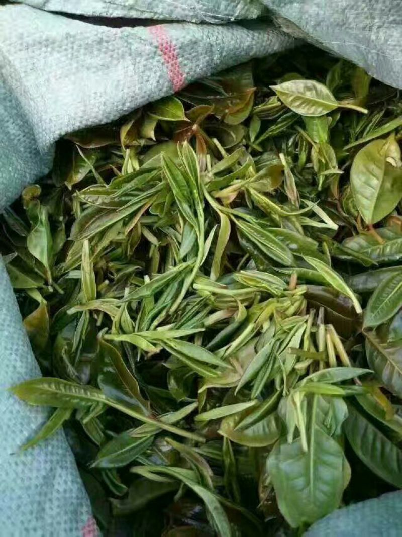 普洱茶