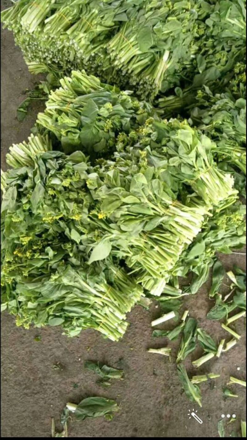 白菜苔20~30厘米
