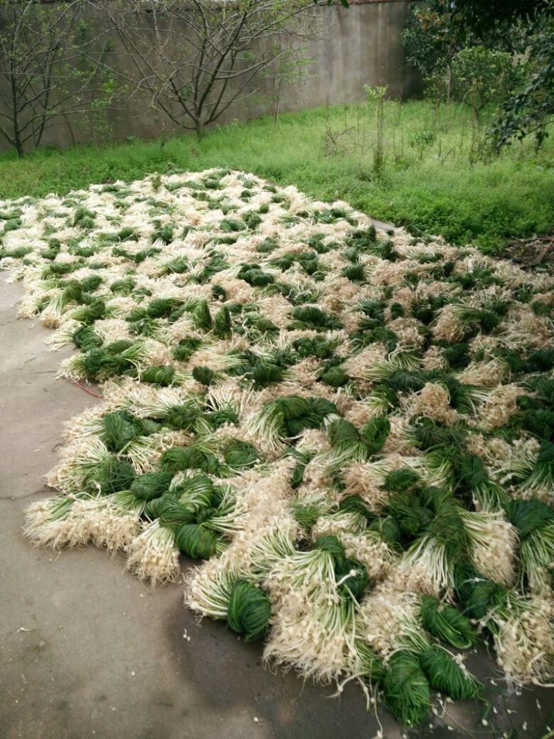 野生小根蒜，胡葱，野姣