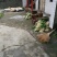 野生小根蒜，胡葱，野姣