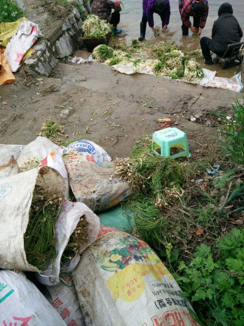 野生小根蒜，胡葱，野姣