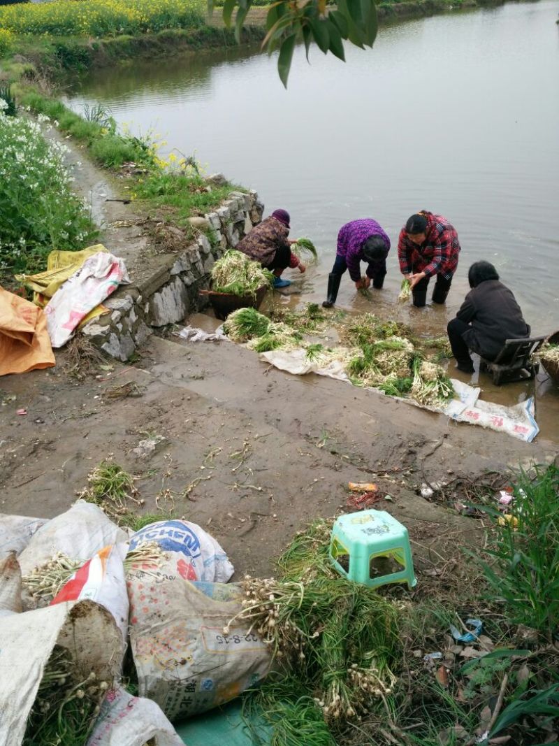 野生小根蒜，胡葱，野姣