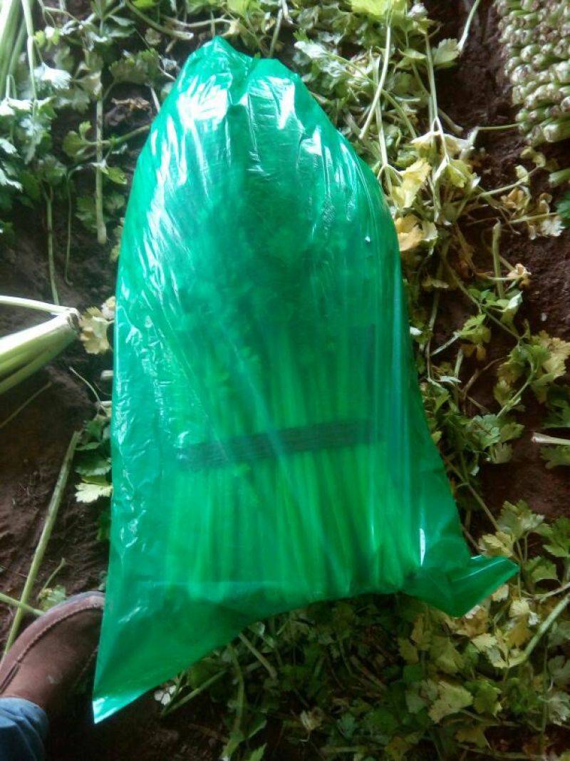 河北唐大棚精品小棵芹菜！产地蔬菜新鲜供应，货源充足