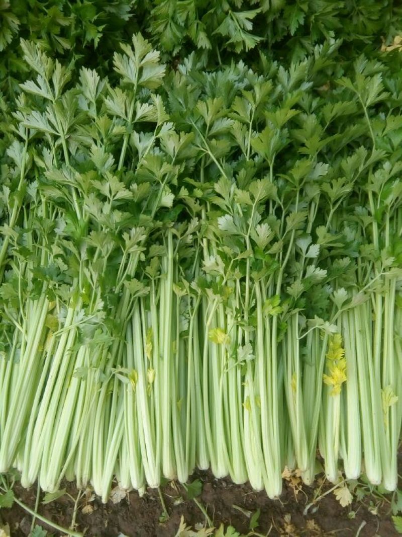 河北唐大棚精品小棵芹菜！产地蔬菜新鲜供应，货源充足