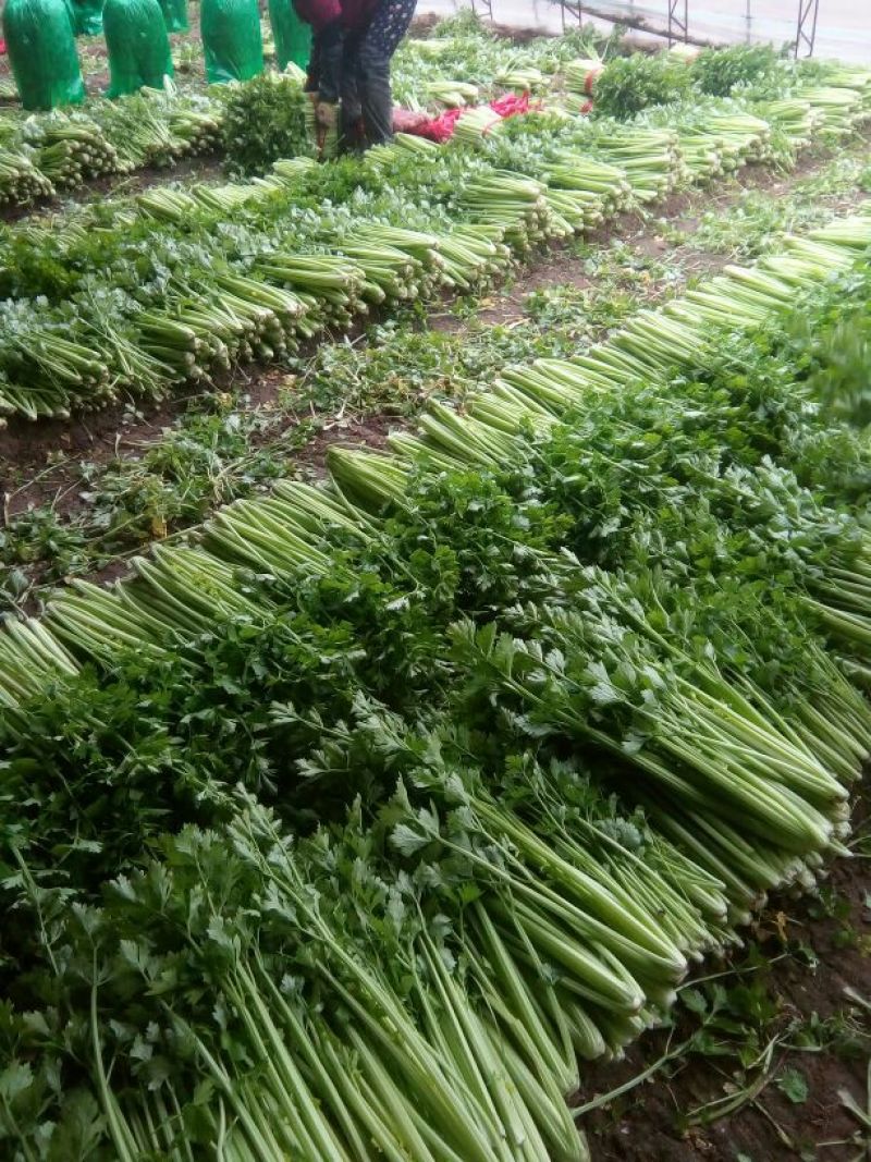 河北唐大棚精品小棵芹菜！产地蔬菜新鲜供应，货源充足