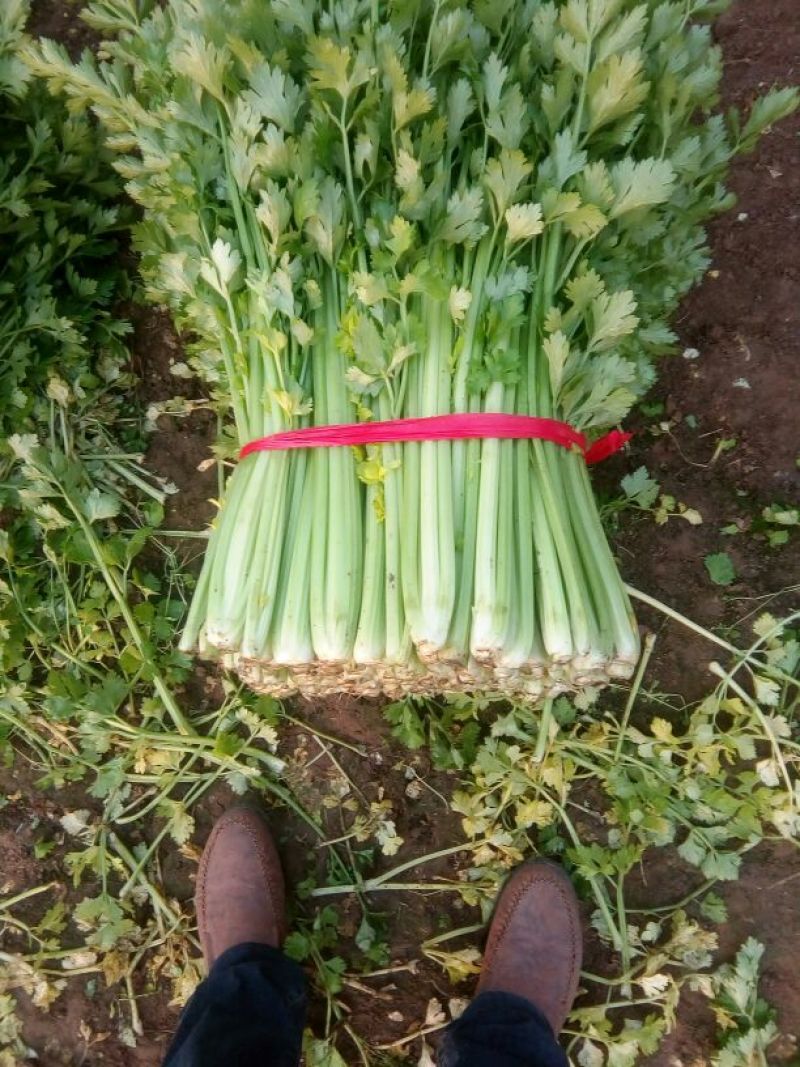 河北唐大棚精品小棵芹菜！产地蔬菜新鲜供应，货源充足
