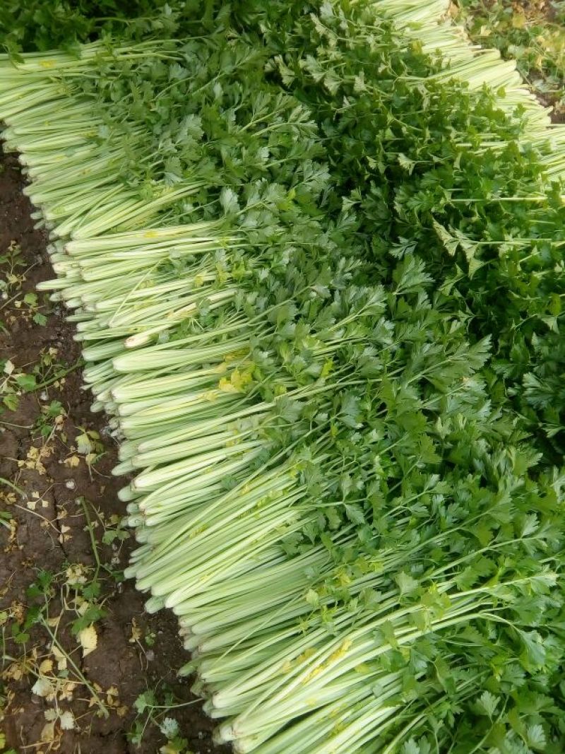 河北唐大棚精品小棵芹菜！产地蔬菜新鲜供应，货源充足