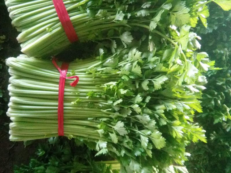 河北唐大棚精品小棵芹菜！产地蔬菜新鲜供应，货源充足