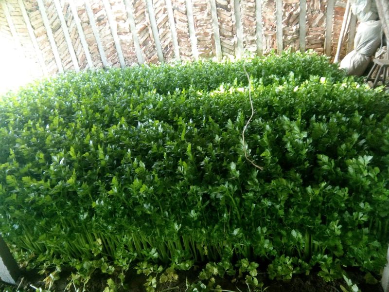 河北唐大棚精品小棵芹菜！产地蔬菜新鲜供应，货源充足
