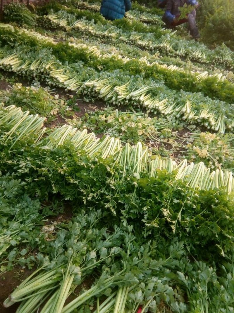 河北唐大棚精品小棵芹菜！产地蔬菜新鲜供应，货源充足