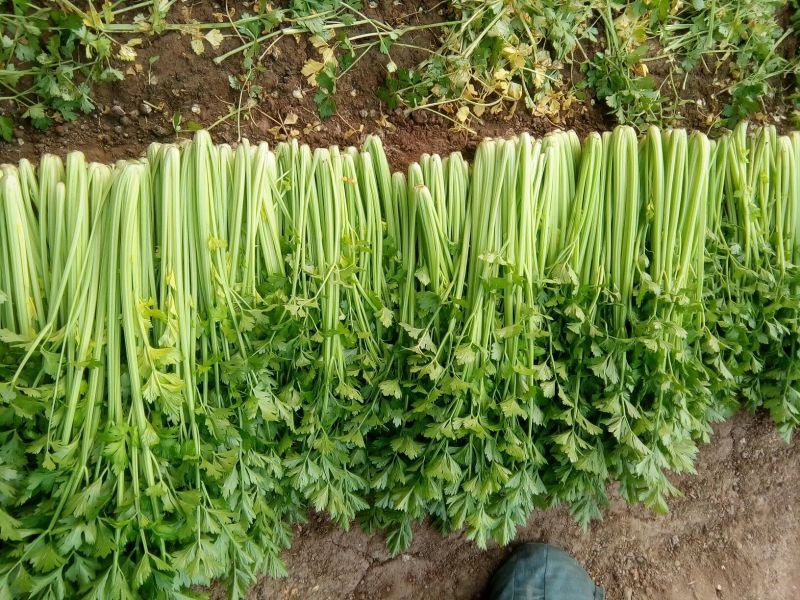 河北唐大棚精品小棵芹菜！产地蔬菜新鲜供应，货源充足