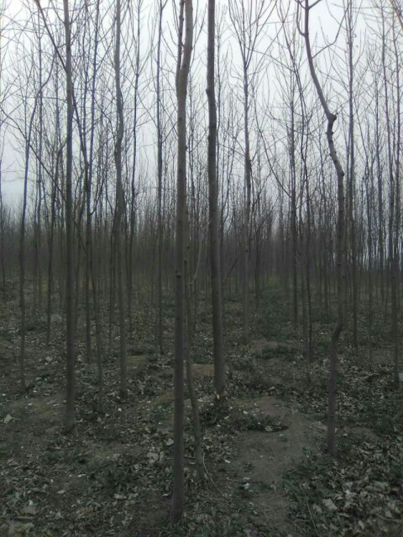 白蜡树2cm以下4~6cm