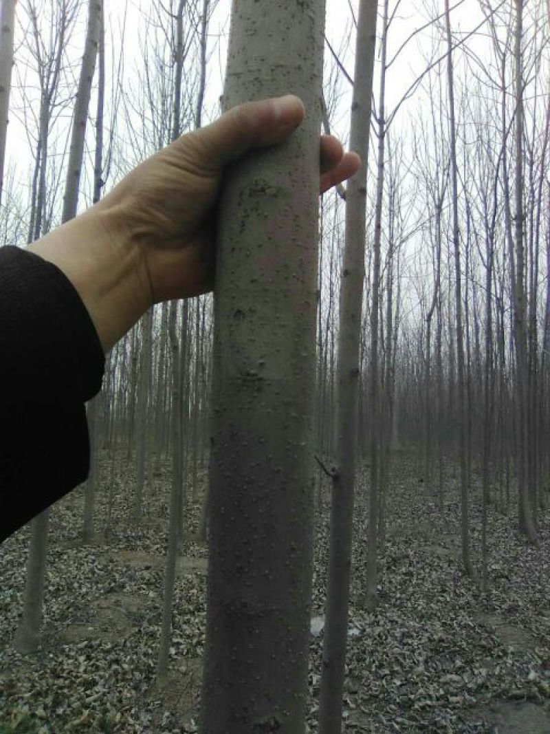 白蜡树2cm以下4~6cm