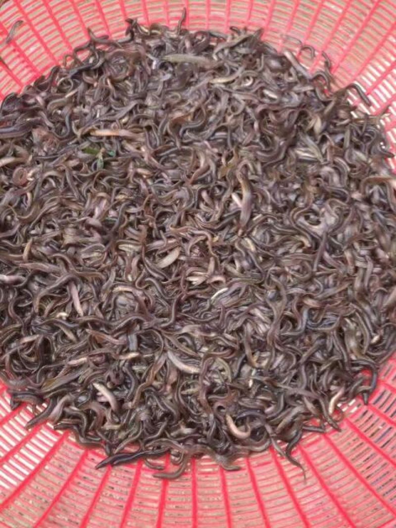 泥鳅苗统货