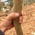 紫薇树