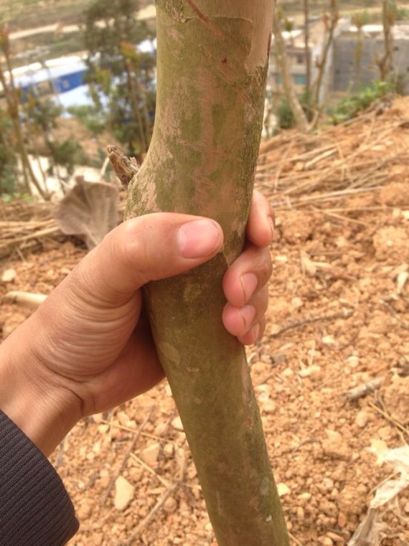 紫薇树