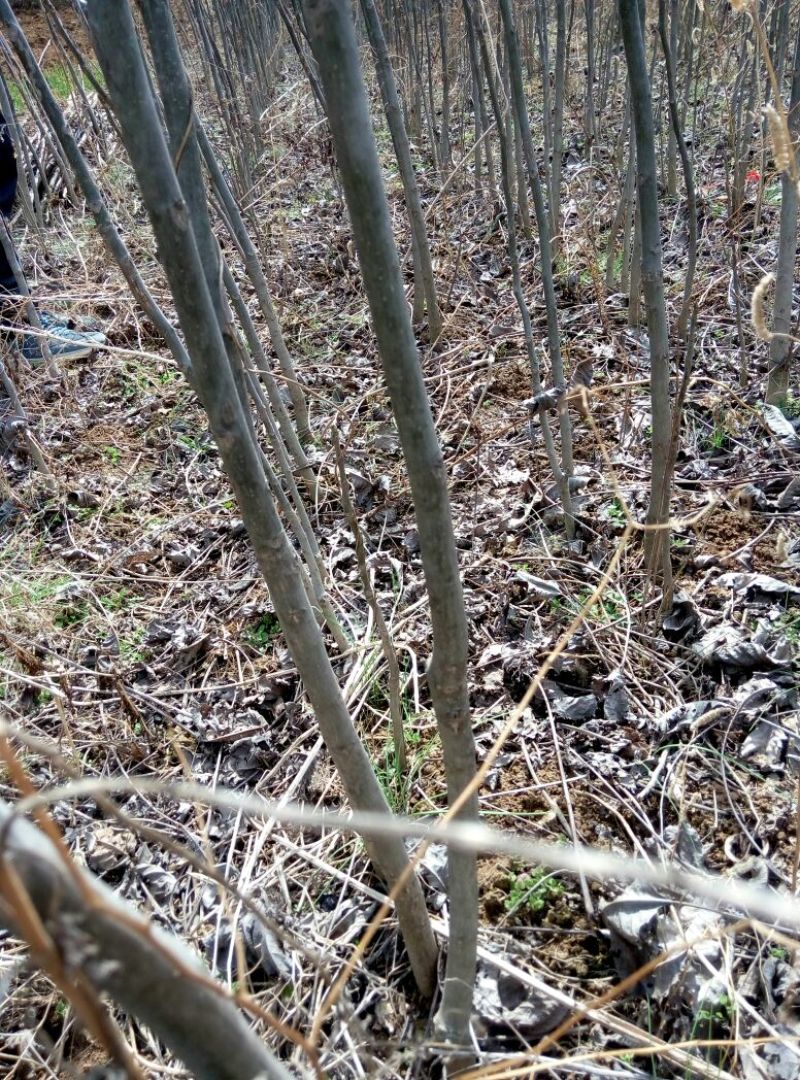 核桃苗50~100cm二年苗