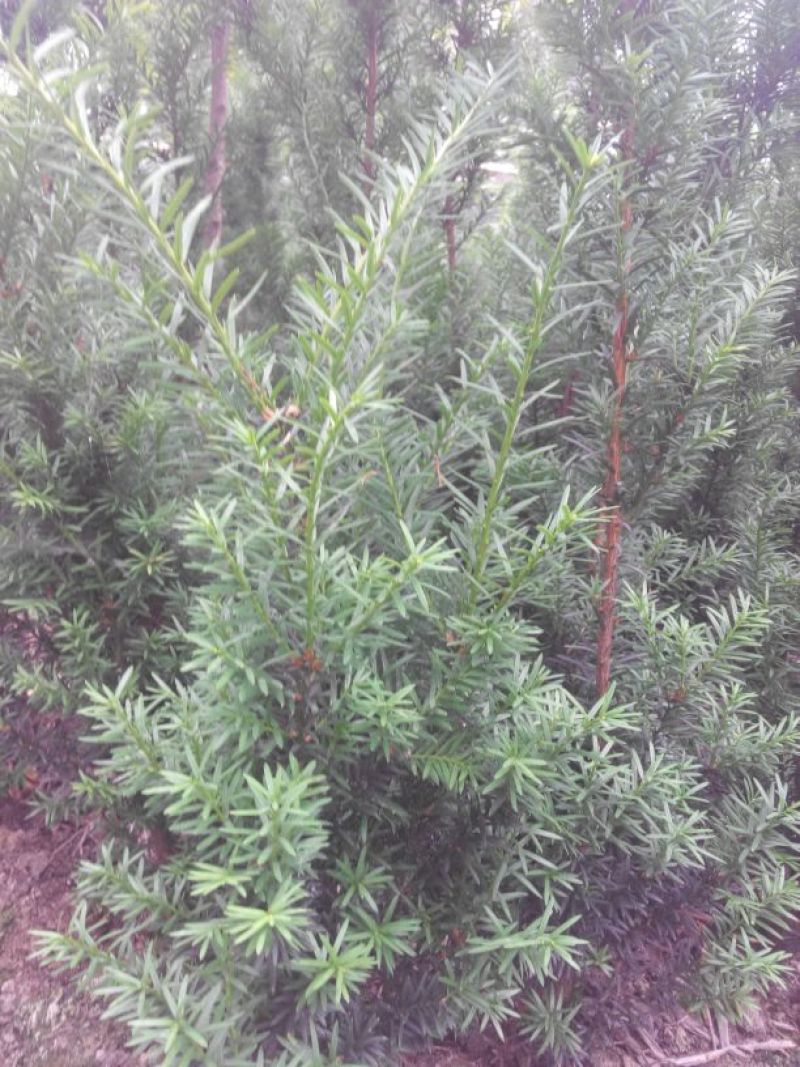 红豆杉盆景不含盆50~80cm