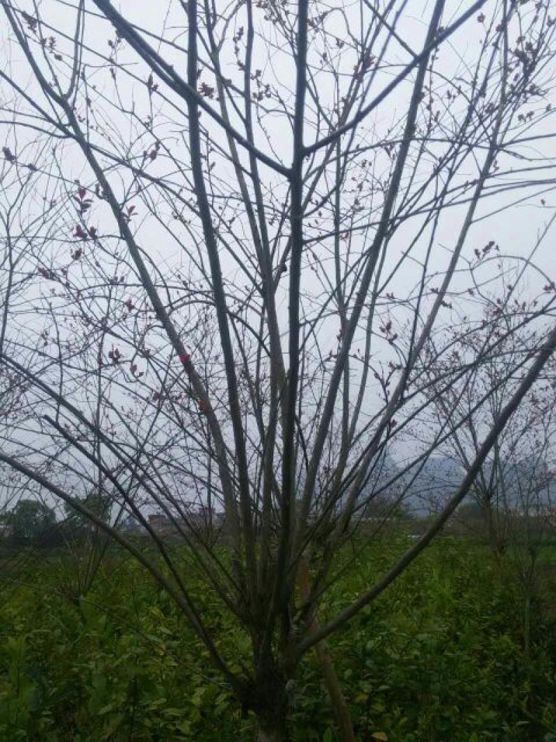 百日红4~6cm2.5~3米1~2米