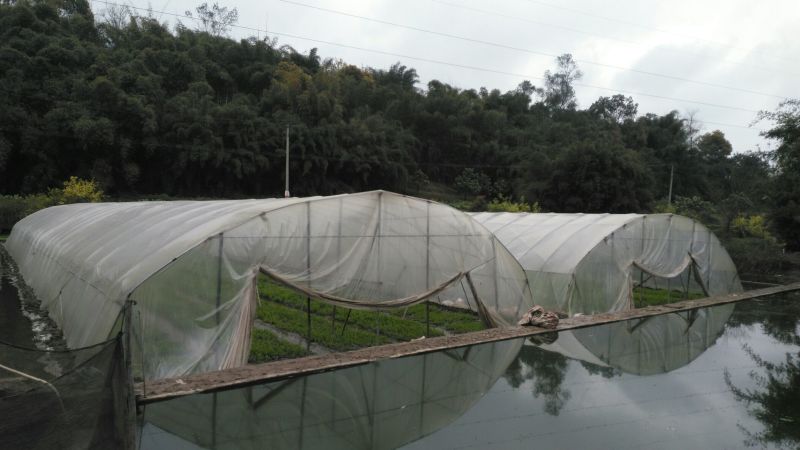 小叶立杆空心菜苗四川老藤空心菜苗