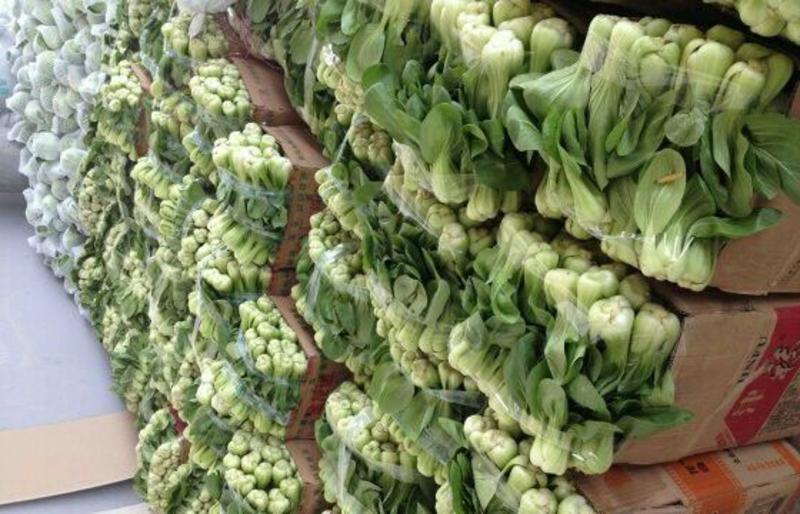【永年精品】上海青小油菜大量供应2两以上另可供多种蔬菜