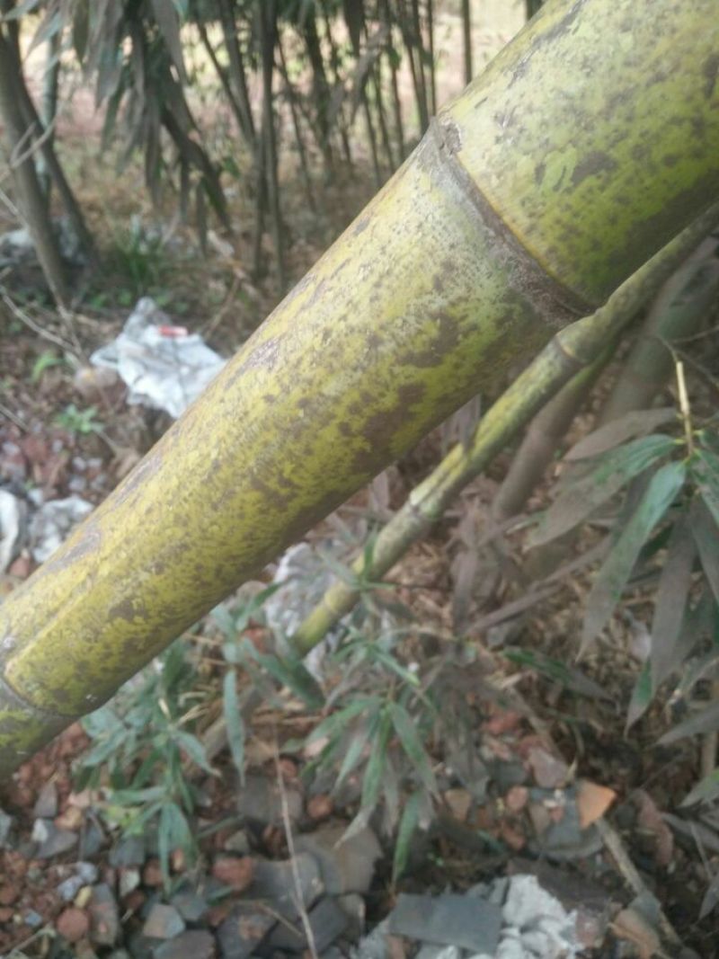 绿竹19~20m