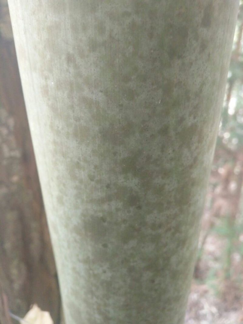 绿竹19~20m
