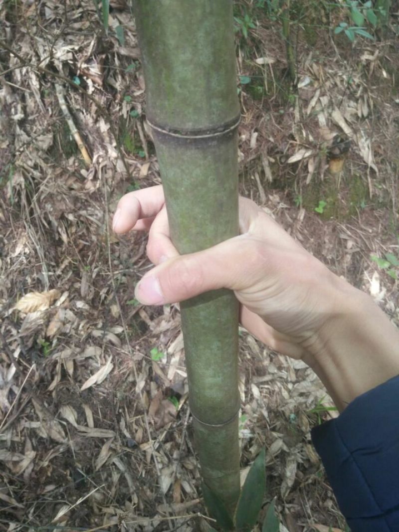 绿竹19~20m