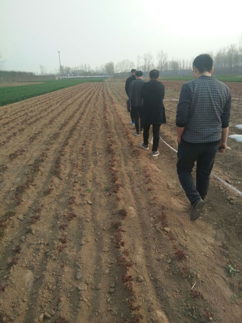 牡丹苗10cm以下