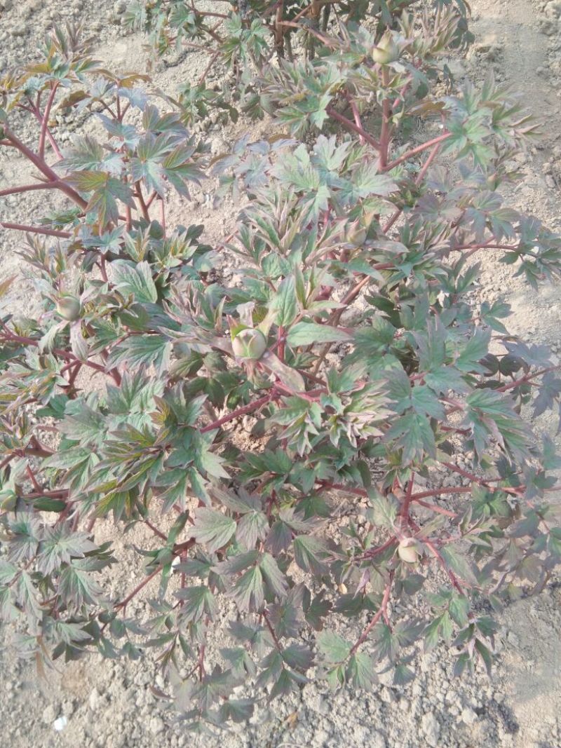 牡丹苗10cm以下
