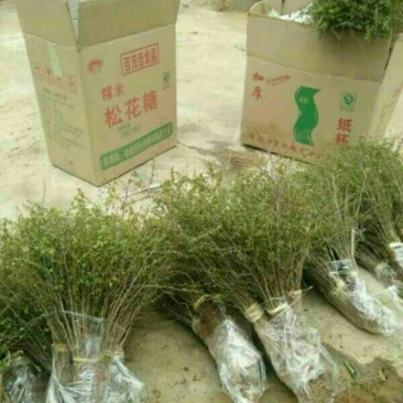 马甲子苗马甲子铁篱笆苗铁篱笆刺苗20~40cm