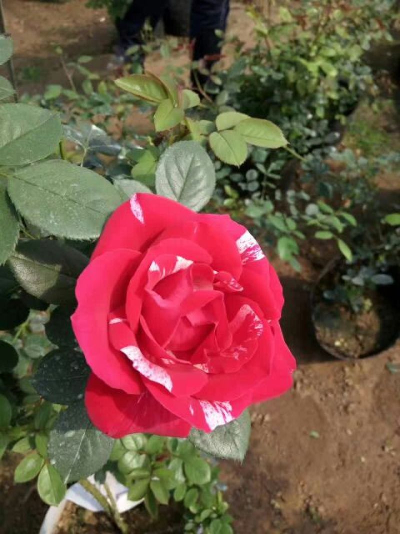 月季10~20cm，树桩月季，大花月季