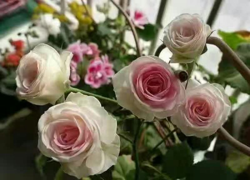 树状月季50~60cm，那位老板需要的联系我