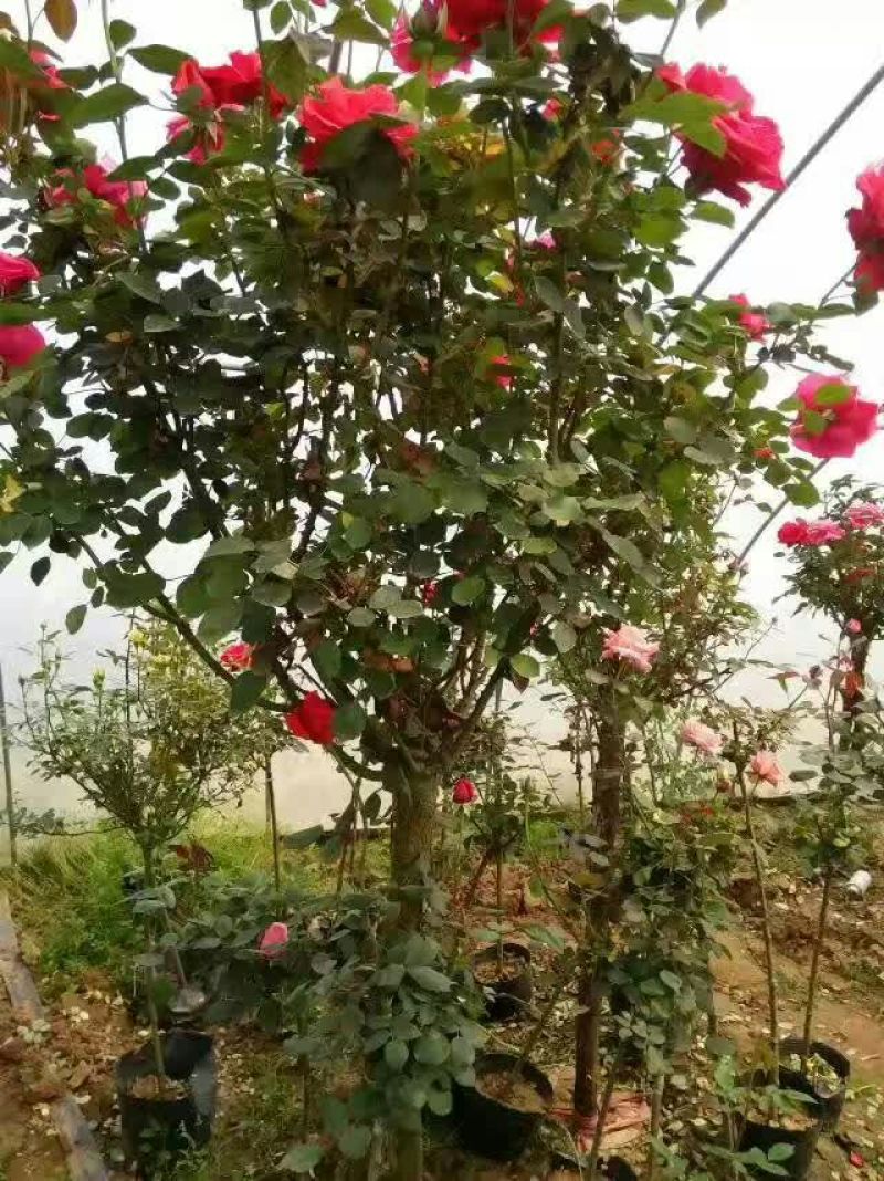 树状月季50~60cm，那位老板需要的联系我