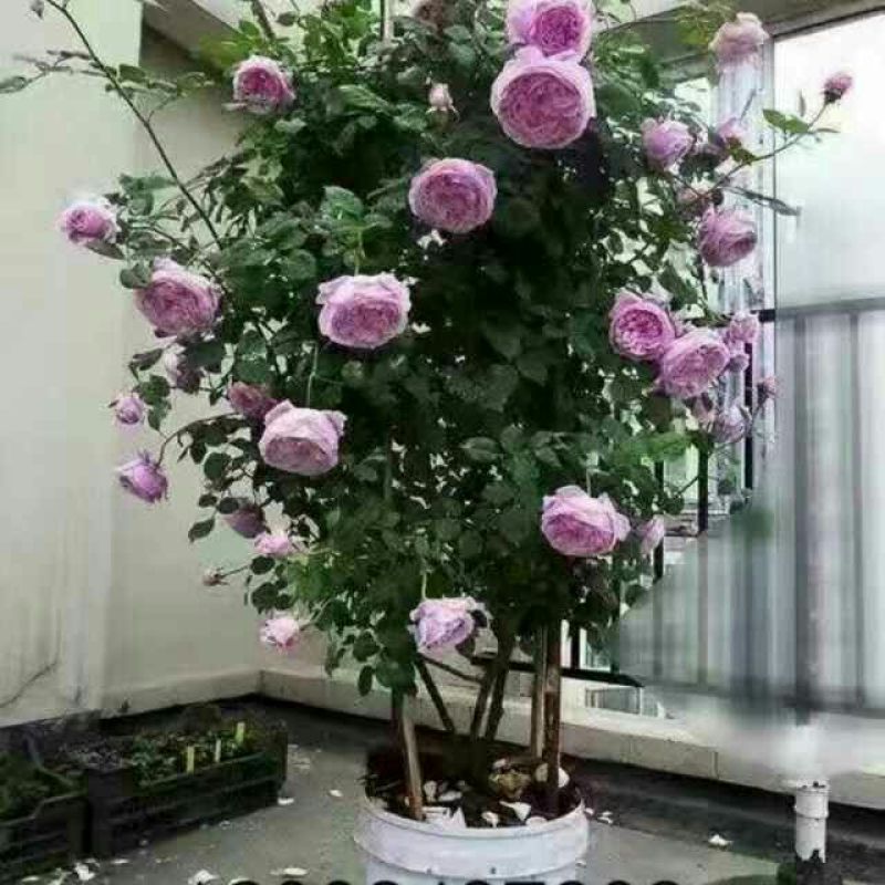 树状月季50~60cm，那位老板需要的联系我