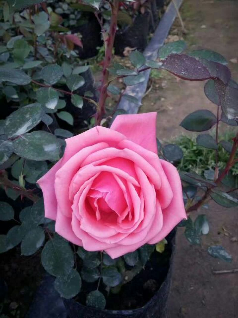 大花月季20~30cm