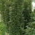 丰花月季80cm以上大小规格那位老板需要联系我