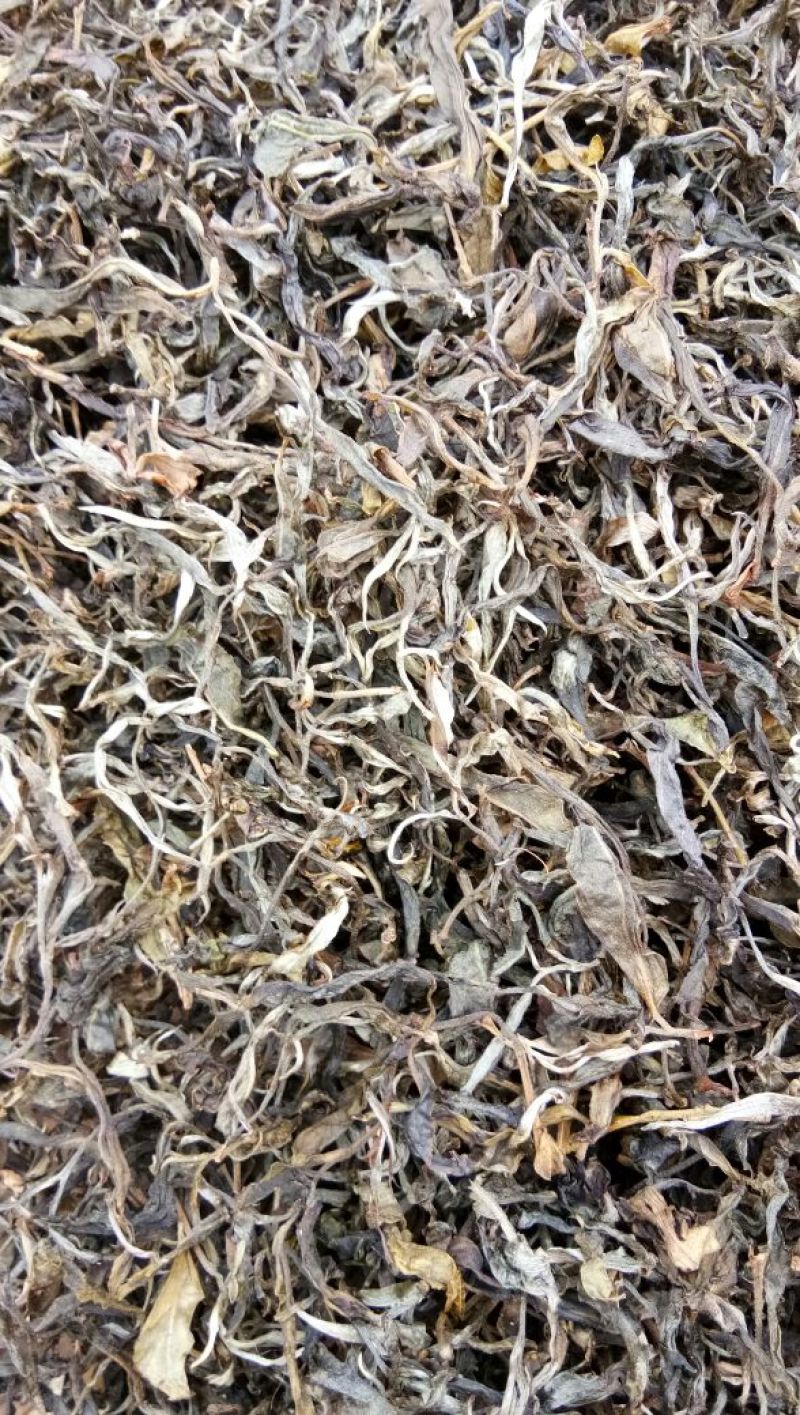 本山茶二级
