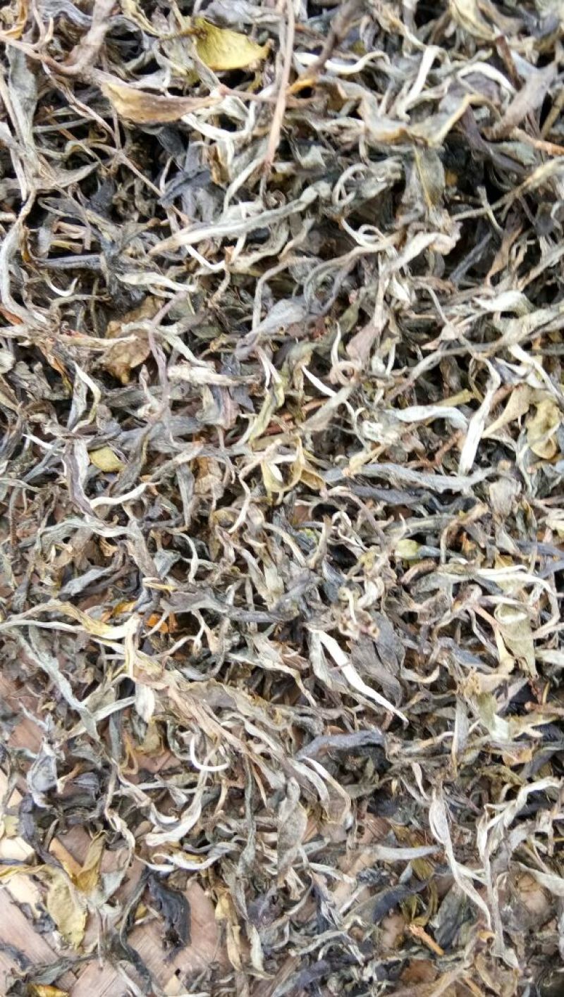 本山茶二级