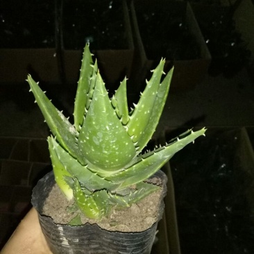 芦荟掌形18~20cm