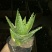 芦荟掌形18~20cm