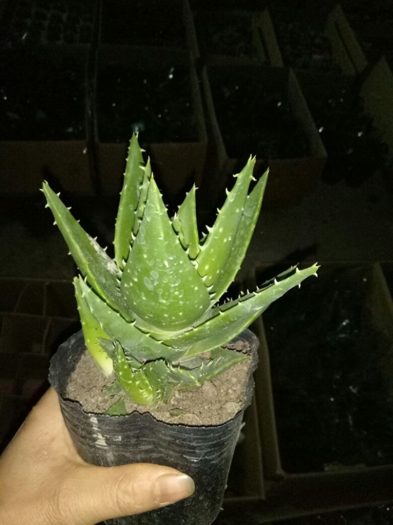 芦荟掌形18~20cm