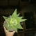 芦荟掌形18~20cm