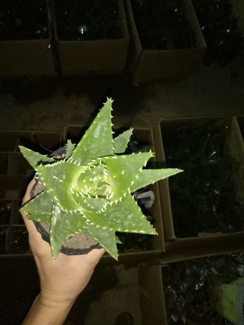 芦荟掌形18~20cm