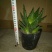 芦荟掌形18~20cm