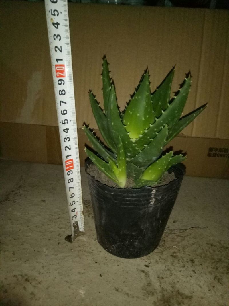 芦荟掌形18~20cm