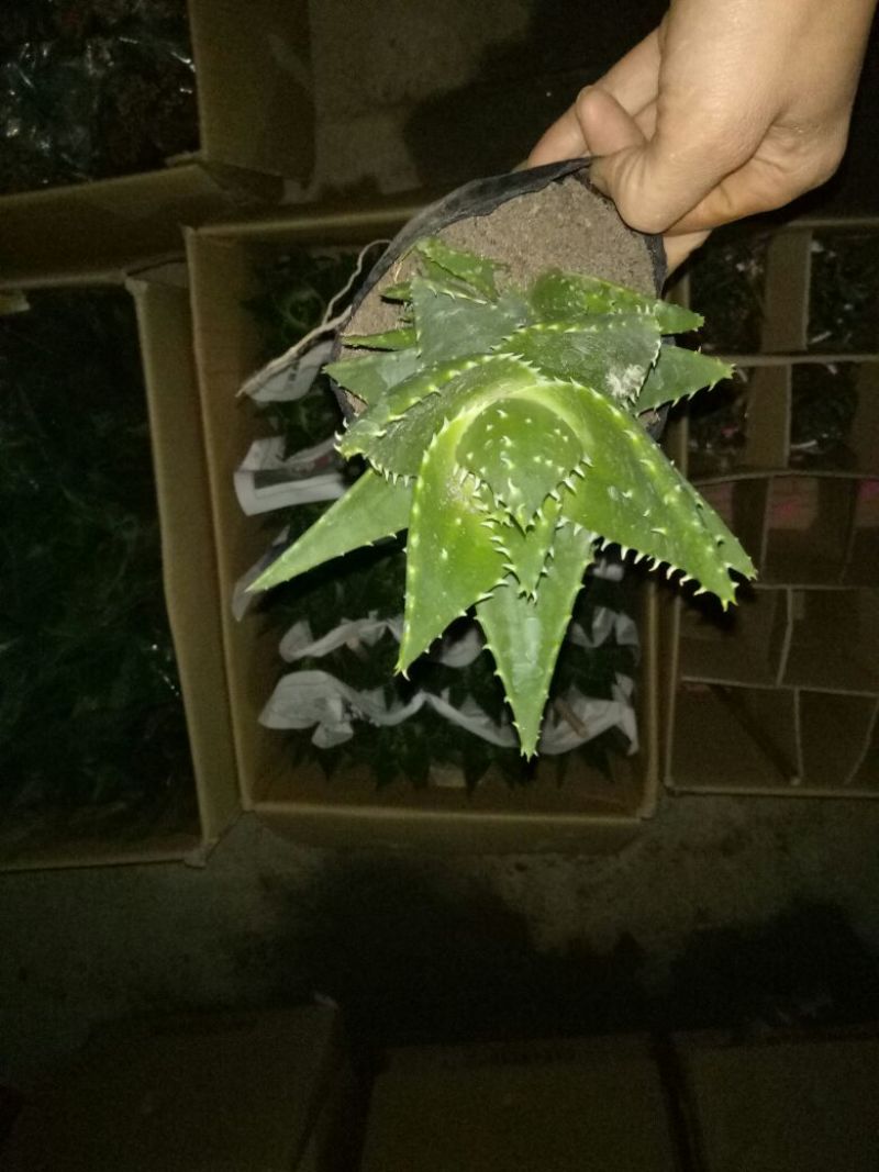 芦荟掌形18~20cm