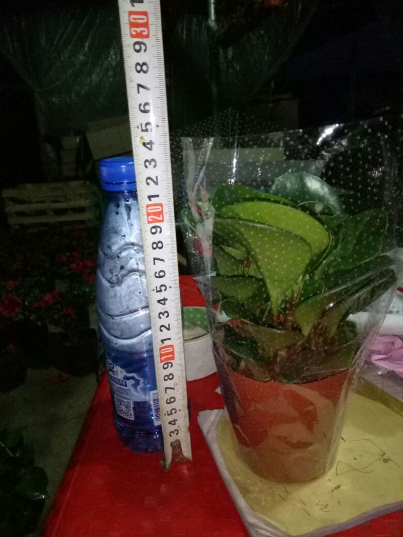 豆瓣绿