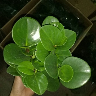 豆瓣绿